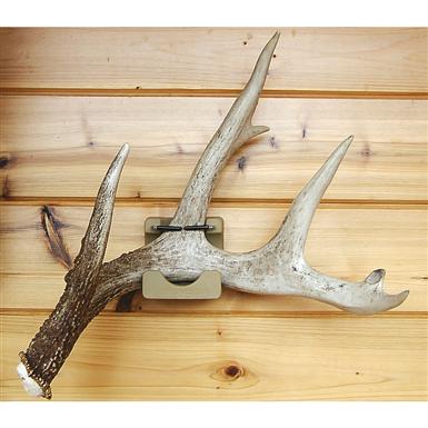 Antleritisâ„¢ Shed Bedâ„¢ Antler Display - 190805, Taxidermy 