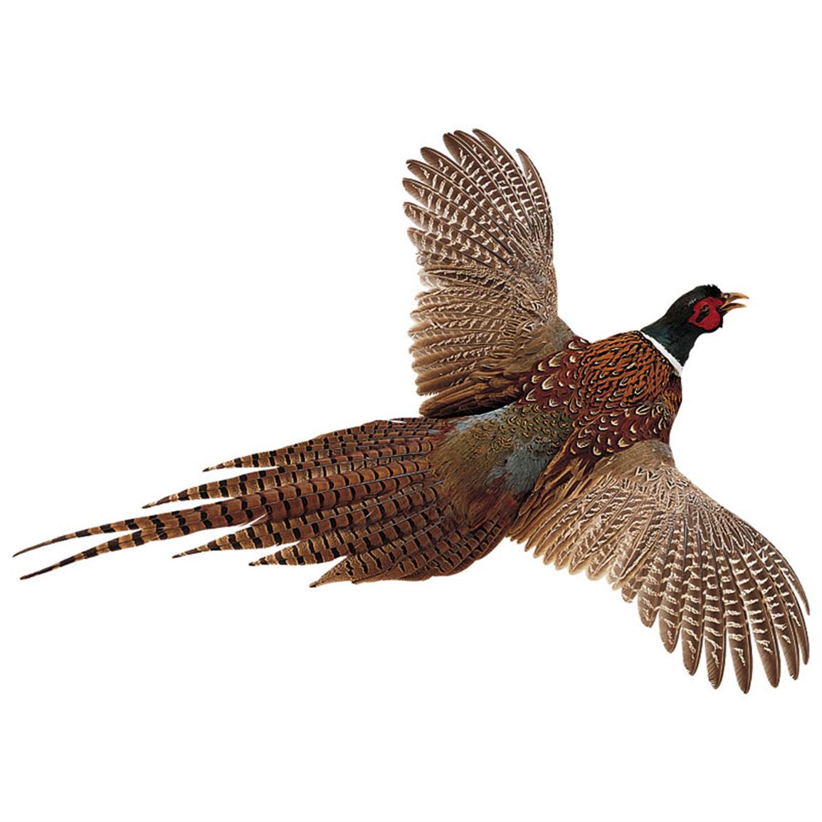 High-Flyer Pheasant - 5087, Taxidermy at Sportsman's Guide