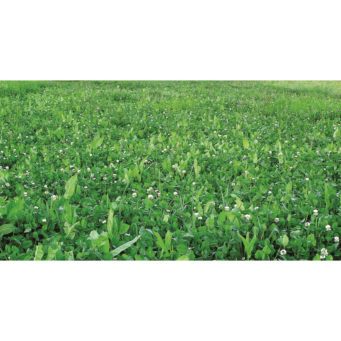 thumbnail image 2 of Imperial Whitetail No-Plow Food Plot Seed – 25 Lbs 2 of 6