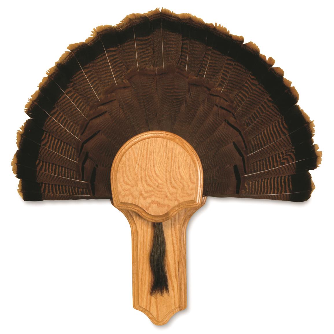 Mount your turkey fan and beard , Oak