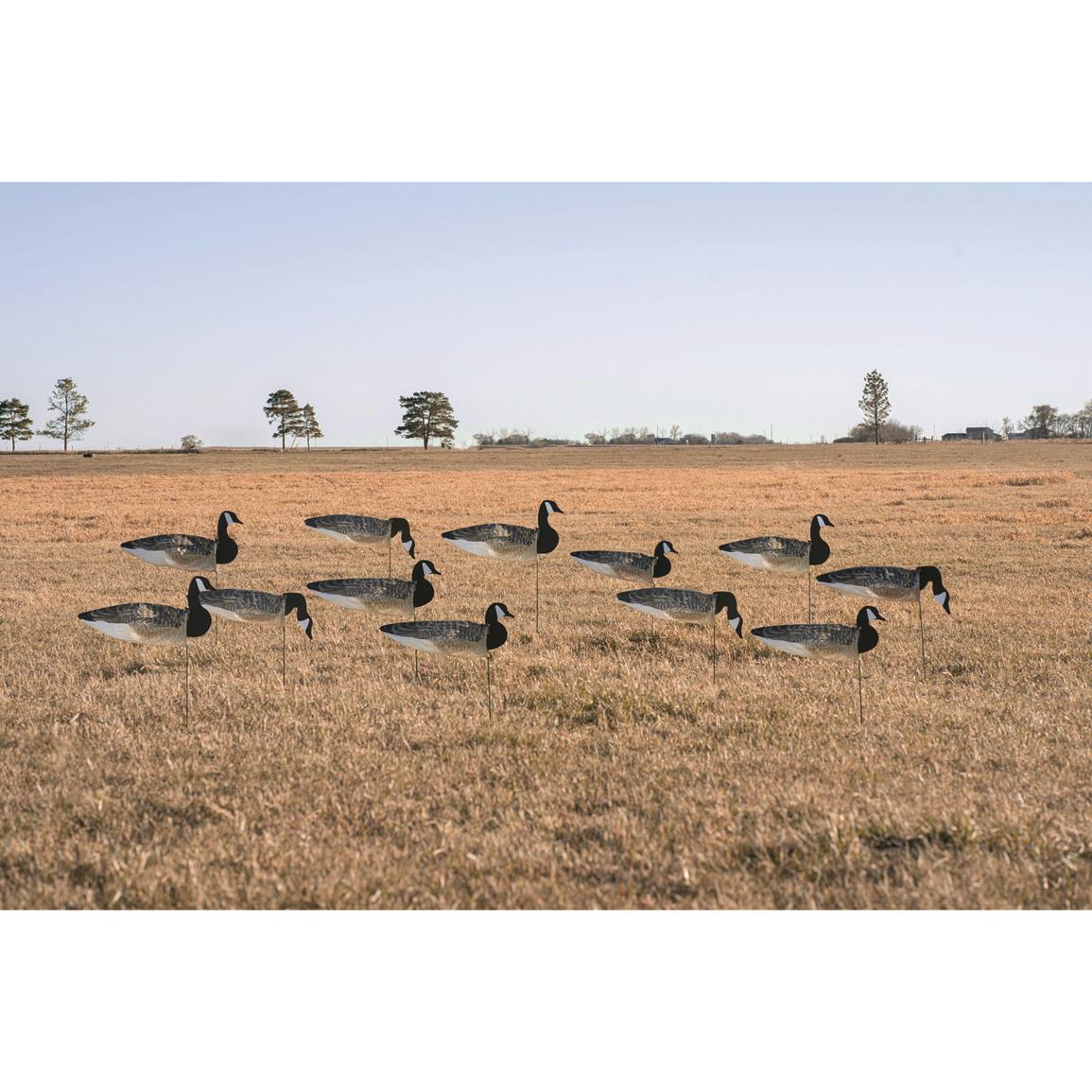 Avery GHG Pro-Grade Canada Goose Sock Decoys, Painted Heads, 12 Pack