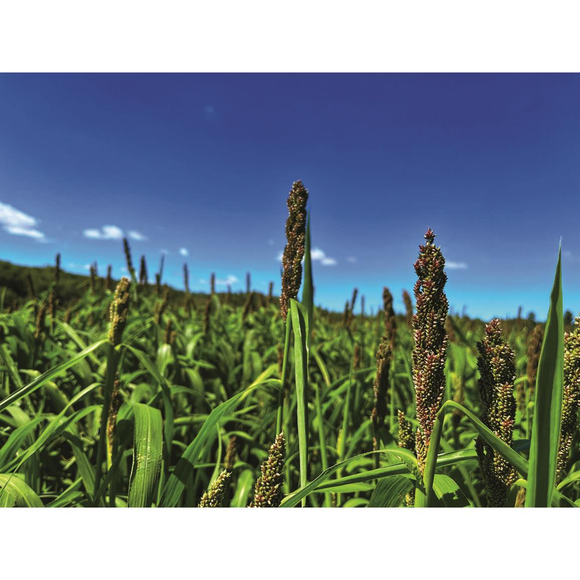 Domain Show Stopper Food Plot Seed 727091, Food Plot Seed at