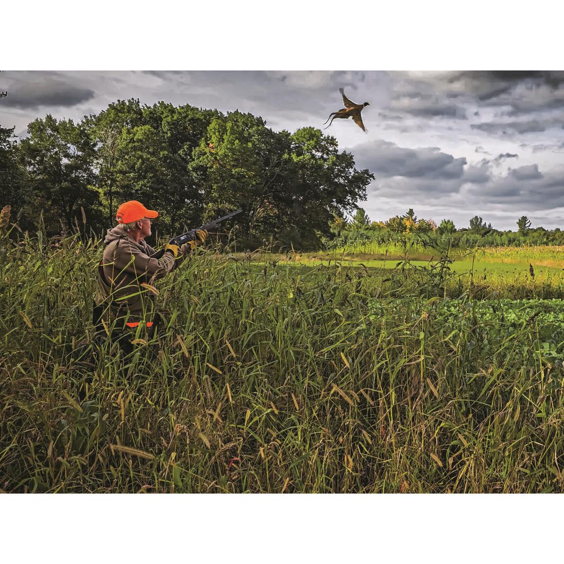 Domain No BS Food Plot Seed, 4.5 lbs. 727086, Food Plot Seed at