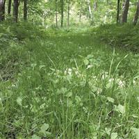 Grows in any condition • Addictive properties for deer • No need to till or plant
