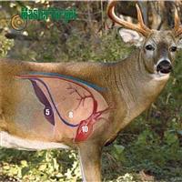 American Whitetail® 24x14x24\ graphic relating to Deer Vitals Target Printable known as American Whitetail® 24x14x24\
