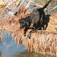 Browning Neoprene Dog Vest, Realtree MAX-5®