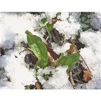 Coated with RainBond for enhanced seedling survivability