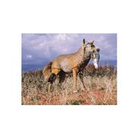 Simulate captured prey by attaching a white rag or rabbit pelt to the snout