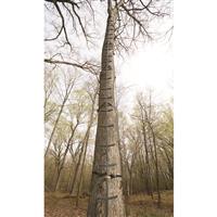 Extended tree braces for safe climbing
