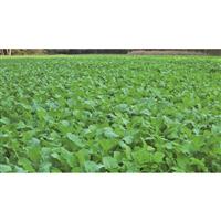 RainBond coating for seedling survivability