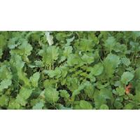 Proprietary kale, turnip and radish varieties