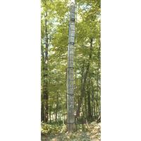 20' height
