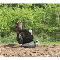 With breeding Tom decoy mounted (not included)