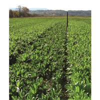 Tecomate Champion Chicory