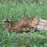 Mimics the lifelike posture of a submissive hen