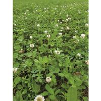 Specially formulated mix of clover and alfalfa