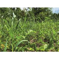 Will grow in poor soil conditions and even helps suppress weeds