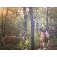 Domain Recharge Deer Mineral Supplement, 10-lb. Bag