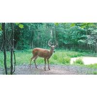 Domain Recharge Deer Mineral Supplement, 10-lb. Bag