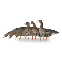 Avian-X AXP Specklebelly Fusion Pack Full Body Decoys, 6 Pack