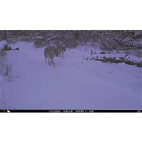 Cuddeback® CuddeLink L IR Remote Trail/Game Camera