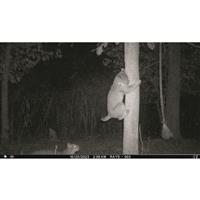 Cuddeback CuddeLink L IR Remote Trail/Game Camera, 3 Pack
