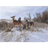 Montana Decoy Dream Team Deer Decoys