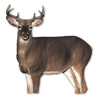Montana Decoy Dream Team Deer Decoys