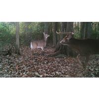 Montana Decoy Dream Team Deer Decoys