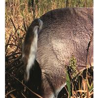 Montana Decoy Teaser Tail
