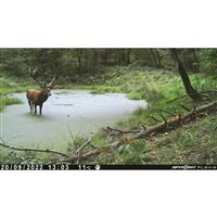 SPYPOINT FLEX-S Solar Cellular Trail/Game Camera