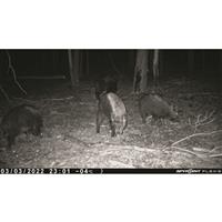 SPYPOINT FLEX-S Solar Cellular Trail/Game Camera