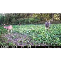 SPYPOINT FLEX G-36 Cellular Trail/Game Camera, 36MP, 2 Pack