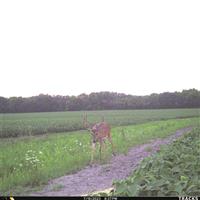 Cuddeback Tracks LTE Trail/Game Camera