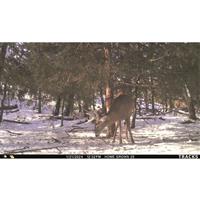 Cuddeback Tracks LTE Trail/Game Camera