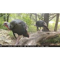 Browning Dark Ops Pro X 1080 Trail Camera, 24MP
