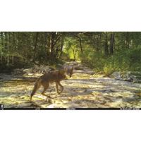Browning Dark Ops Pro X 1080 Trail Camera, 24MP