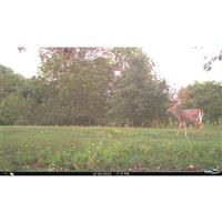 Cuddeback Cuddelink L Black Flash Trail/Game Camera, 3 Pack