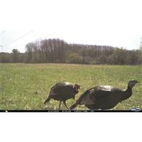Cuddeback Cuddelink L Black Flash Trail/Game Camera, 3 Pack