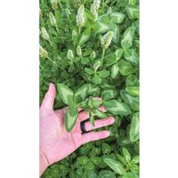 Big Tine Foundation Clover, 4-lb. Bag