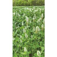 Big Tine Foundation Clover, 4-lb. Bag