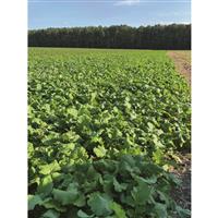 Big Tine Main Event Food Plot Seed, 4 lb. Bag