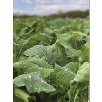 Big Tine Main Event Food Plot Seed, 4 lb. Bag