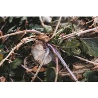 Big Tine Main Event Food Plot Seed, 4 lb. Bag