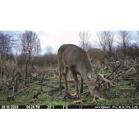 SPYPOINT FLEX-Plus Cellular Trail Camera