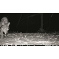 SPYPOINT FLEX-M Cellular Trail Camera, 2 Pack