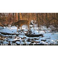 SPYPOINT FLEX-M Cellular Trail Camera, 2 Pack