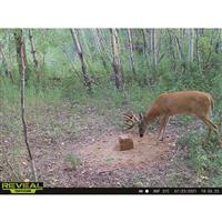 Domain Stockpile Deer Block