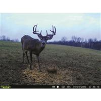 Domain Stockpile Deer Block