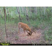 Domain Stockpile Deer Block